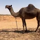 ناقة لقحة سليمة العذاريب