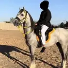 حصان شعبي للبيع