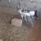 تيوس دواغير للبيع