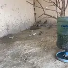 نجران