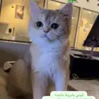 قطه للتبني