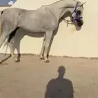 حصان مصري بيور شيخ ماشاءالله عليه