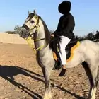 حصان شعبي
