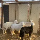 خروف جذع معه رخال