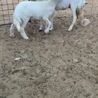 شاه والد ثنيه يتبعها رخل