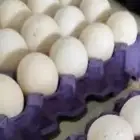 بيض بط بكيني ومعه كم بطه مصري