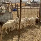 بهم حريه