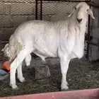 طلي تم البيع