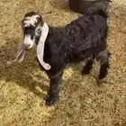 للبيع تيس كفو