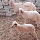 مطفل حريه