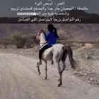 حصان كفووو سبوق