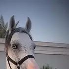 حصان البيع