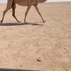 ضريبه كفو. سليمه على نوع اشروط