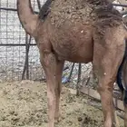 قعود