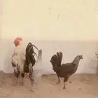 دجاج بلدي وديك بلدي