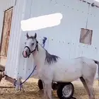 حصان شعبي