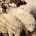 ذبايح على الطلب ناهيات