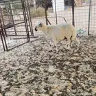 للبيع حريات طيبات