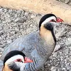 الي عنده زي هذا للبيع يتواصل معي