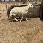 شاه حايل شحم
