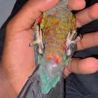 كنيور كريمسون