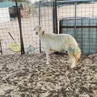 للبيع حريه طيبه