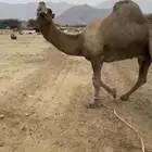بعير فحل منوة القاني
