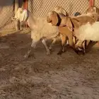 5 معزا مصريات فواخر دفيع ( تم البيع )