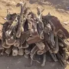 حطب مستور سمر شرط