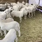 خرفان تربيه