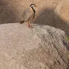 قهد او أعاقيب للبيع