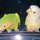 اتبنى جميع انواع الطيور والفروخ سليمه او مريضه