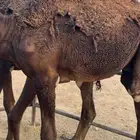 قعدان