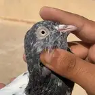اساسات حمام باكستاني