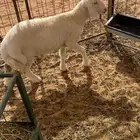 خروف