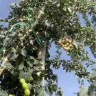 بذر لوز هندي