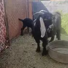 عنز والد تامة