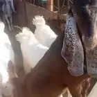تيوس مندي للبيع