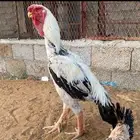 فروخ فارسي ماشاءالله من توب