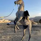 حصان