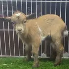 للبيع ماعز قزمي تشيكي