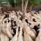 ضان مناتيج للبيع
