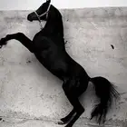 حصان شعبي للبيع