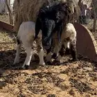 نعيميه حدرها رخال