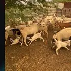 غنم للبيع