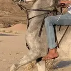 الحصان كفو