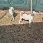 جفار طيبه للذبح