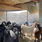 للبيع عنقان نظيفه