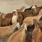 ذبايح سواكن تربيه