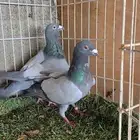 حمام زاجل بارلس